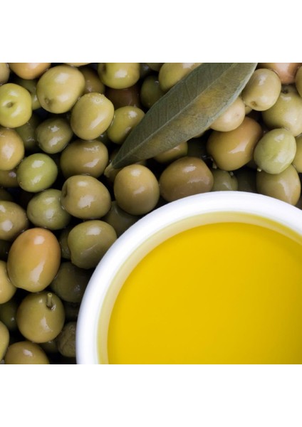 Tüplü Ayvalık (Edremit) Zeytin Fidanı (1 Yaş)