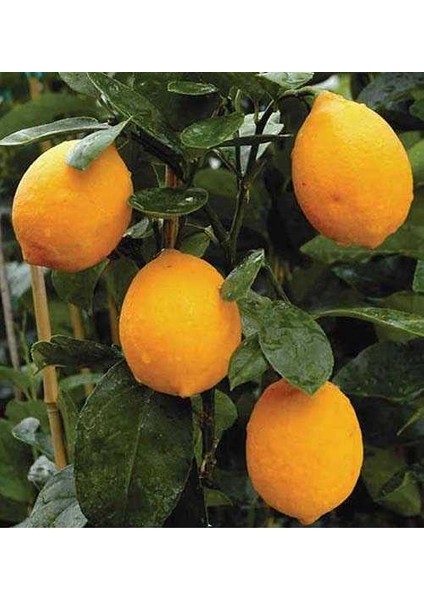 Mayer Limon Fidanı (Tüplü)