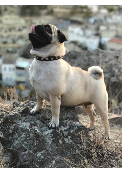 Ac Leather Deri Köpek Boyun Tasması