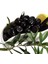 Meyve Verme Yaşında Gemlik Zeytin Fidanı (1 Yaş) 1