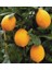 Mayer Limon Fidanı (Tüplü) 1