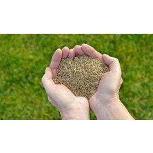 Grass Seed Basılmaya Uygun 4'lü Ithal Karışım Çim Tohumu 1 Kg