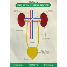 Hellove Boşaltım Sistemi Deney Seti Boşaltım Sistemi Şeması Deney Malzemesi