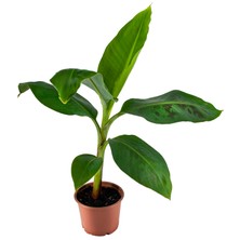 Grow Botanik Saksıda Muz Fidanı 4 Adet Büyük Boy 80-100 cm