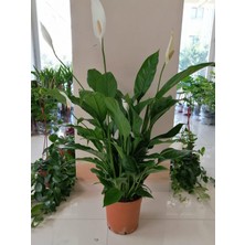 Fidan Merkezi Barış Çiçeği Spatifilyum