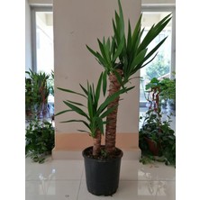 Fidan Merkezi Ikili Yukka (Yucca) Bitkisi 90 -100 cm