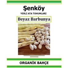 Şenköy Beyaz Barbunya Fasulye Tohumu Yerli Ata Barbunya Tohumu Pakette 20 Tohum+  Sebze Tohumu