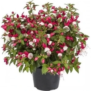Saksılı Küpe Küpeli Çiçeği Fidanı 10-20 cm Fuchsia
