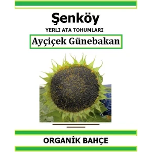 Yerli  Ayçiçek Günebakan Tohumu Doğal Ata Tohum Pakette 10Gr 50 Tohum +  Sebze Tohumu