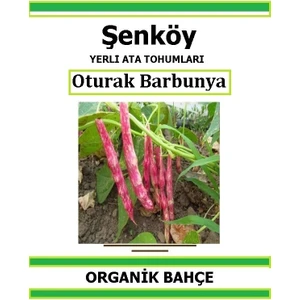 Yerli Oturak Barbunya Tohumu Doğal Ata Barbunya Tohumu Pakette 20 Tohum +  Sebze Tohumu