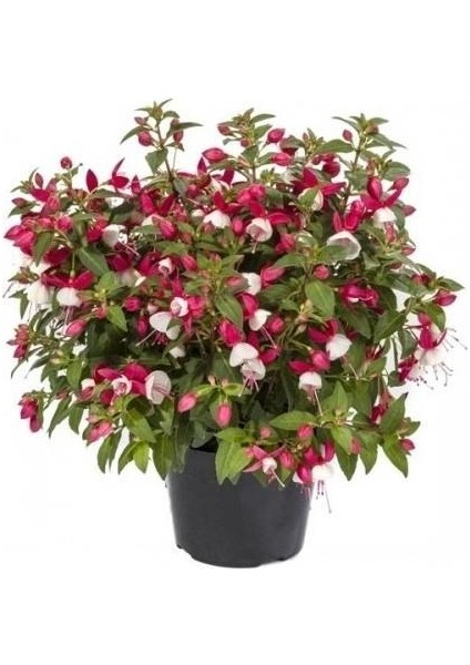 Saksılı Küpe Küpeli Çiçeği Fidanı 10-20 cm Fuchsia