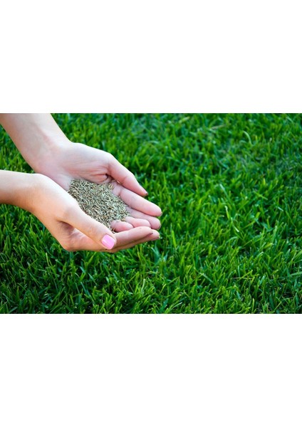 Grass Mixture 5 Karışım Gölge Alan Çim Tohumu 1 kg