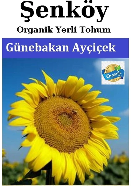 Yerli Ayçiçek Günebakan Tohumu Doğal Ata Ayçiçek Tohum Pakette 10 gr Tohum