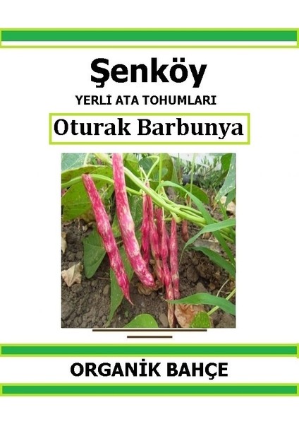 Yerli Oturak Barbunya Tohumu Doğal Ata Barbunya Tohumu Pakette 20 Tohum + Sebze Tohumu