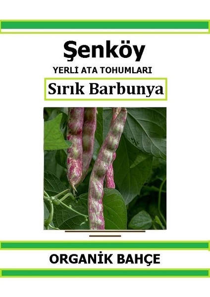 Yerli Sırık Barbunya Tohumu Doğal Ata Barbunya Tohumu Pakette 20 Tohum + Sebze Tohumu