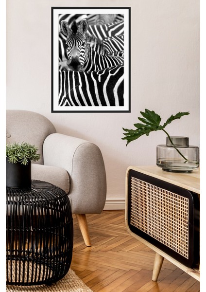 Siyah Alüminyum Zebra Hayvanlar Siyah Beyaz Çerçeveli Camlı Poster