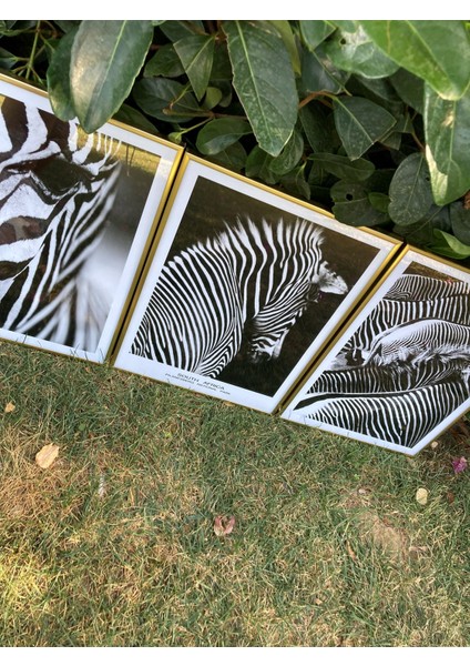 Üçlü Gold Alüminyum Siyah Beyaz Zebra Metal Çerçeveli Camlı Poster Tablo Set indirimleri