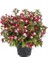 Saksılı Küpe Küpeli Çiçeği Fidanı 10-20 cm Fuchsia 1