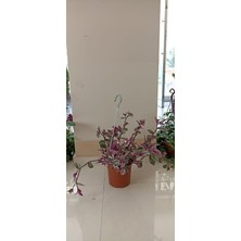 Telgraf Çiçeği Askılı Makrome Saksıda Kara Sevda Çiçeği