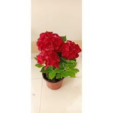 Kırmızı Renkli Ortanca Fidanı