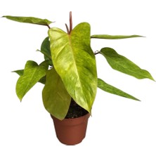 Betonish Philodendron 'Painted Lady'