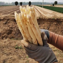 MMT Beyaz Kuskonmaz (Asparagus)Tohumu 20 Adet