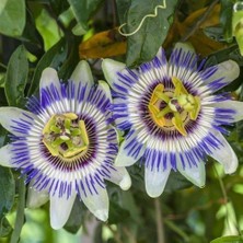 Sarı Passiflora Meyvesi (Çarkıfelek) Tohumu (5 Tohum)