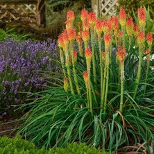 MMT Fener Çiçeği ( Kniphofia Uvaria ) Tohumu 20 Adet