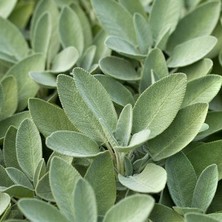 MMT Organik Adaçayı Tohumu (Salvia Officinalis) 30 Tohum