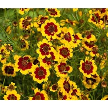 MMT Bodur Kız Gözü Çiçeği Tohumu (Coreopsis Tinctoria) (100 Tohum)