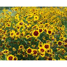 MMT Bodur Kız Gözü Çiçeği Tohumu (Coreopsis Tinctoria) (100 Tohum)