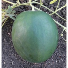 Nehir Grup Karpuz Tohumu (Washington) 10GR 1 Paket