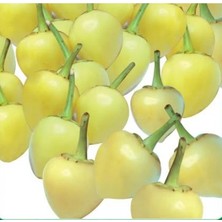 Nehir Grup Misket Biber Tohumu 5gr 1 Paket