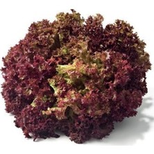 Nehir Grup Kırmızı Kıvırcık Marul Tohumu 1gr 1 Paket