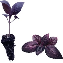 Nehir Grup Reyhan Fidesi Mor Fesleğen Fidesi - 6 Adet