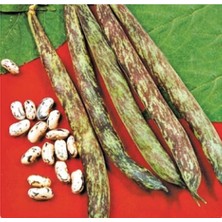 Nehir Grup Fasulye Tohumu (Çilli Kız) 50GR 1 Paket