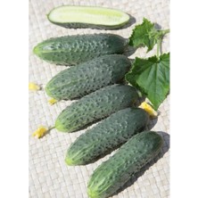 Nehir Grup Hibrit Kornişon Salatalık Tohumu (Turşuluk) 1 Paket