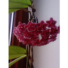 Akdeniz Tarım Hoya Red 120-150 Kokulu Mum Çiçeği Bitkisi Kırmızı Inci