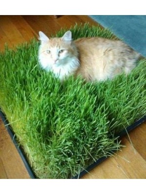 Tarımsal ve Hayvansal Ürünler Uzun Ömürlü Kedi Çimi Tohumu (1 M2 Alana Yetecek Kadar)