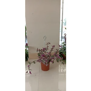 Telgraf Çiçeği Askılı Makrome Saksıda Kara Sevda Çiçeği