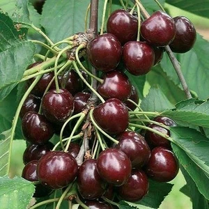 Berke Fidancılık 3 Yaş Aşılı Kiraz Fidanı Napolyon, Torbada