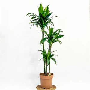 Fidan Burada Dracaena Fragrans Janet 3 Gövdeli 100-120CM