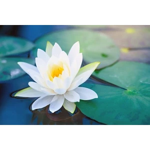 3 Adet Beyaz Renk Lotus Çiçeği (Nilüfer) Tohumu