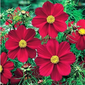 Kırmızı Renkli Cosmos Çiçeği Tohumu (30 Tohum)
