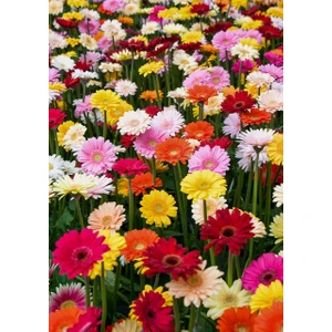 Karışık Renkli Gerbera Çiçeği Tohumu 20 Adet