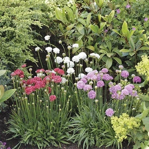 Karışık Renkli Armeria Çiçeği Tohumu (20 Tohum)