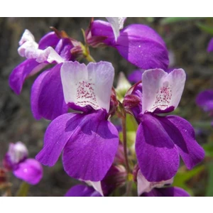 Çin Evi Çiçeği Tohumu (Collinsia Heterophylla) (100 Tohum)