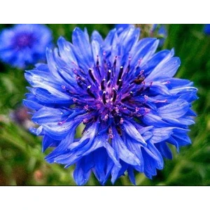 Mavi Katmerli Kantaron Çiçeği Tohumu (20 Tohum)