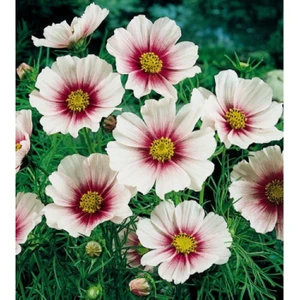 Blood Ice Cosmos Çiçeği Tohumu (30 Tohum)