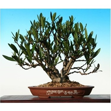 MMT Beyaz Zakkum Bonsai Ağacı Tohumu Fiyatı - Taksit Seçenekleri